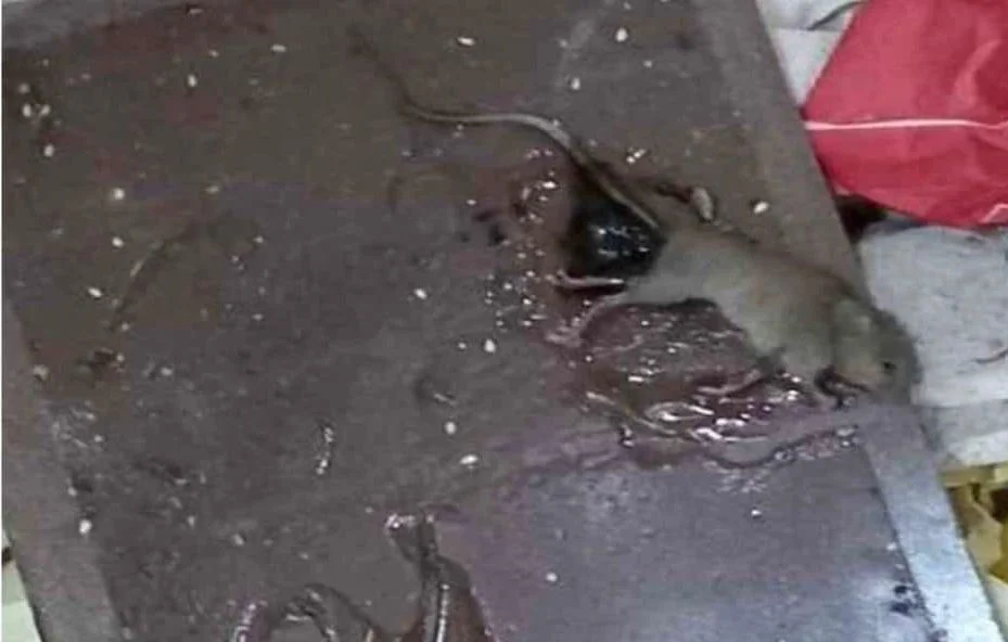 Le préfet du Val-d'Oise, un shérif au service de la santé publique