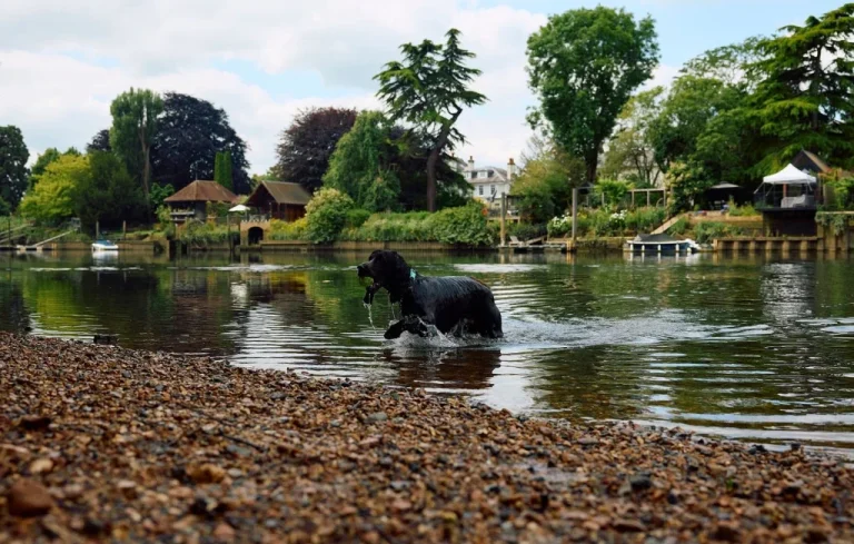 Lille interdit la baignade des chiens après une intoxication mortelle