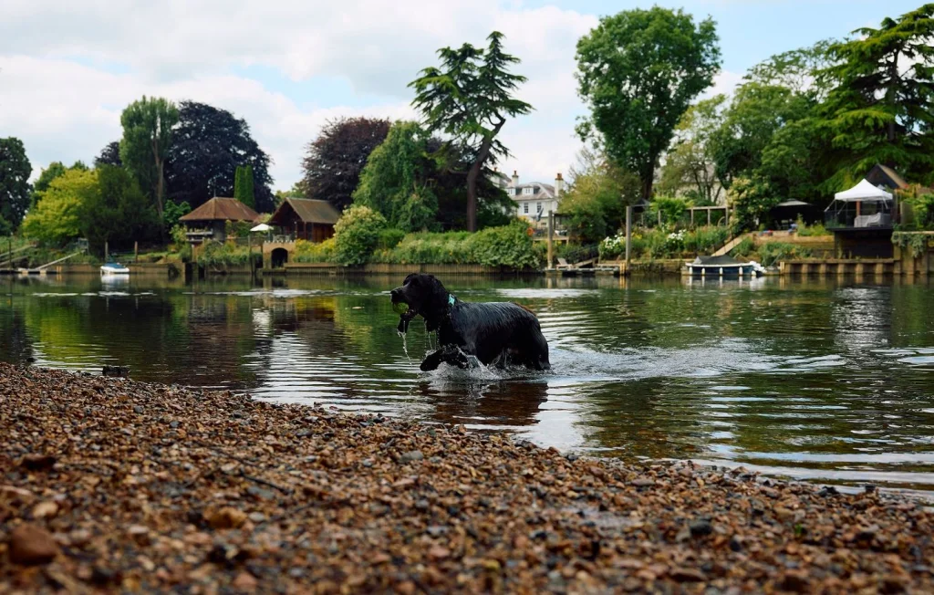 Lille interdit la baignade des chiens après une intoxication mortelle