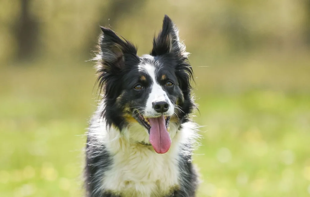 Montpellier : Un policier sauve un enfant d'une attaque de chien