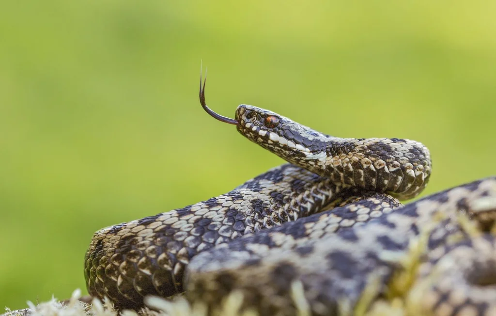 Morsure de serpent en randonnée : un enfant de 10 ans gravement blessé dans les Pyrénées