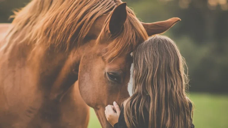 Pourquoi le cheval est-il évité dans nos assiettes en France