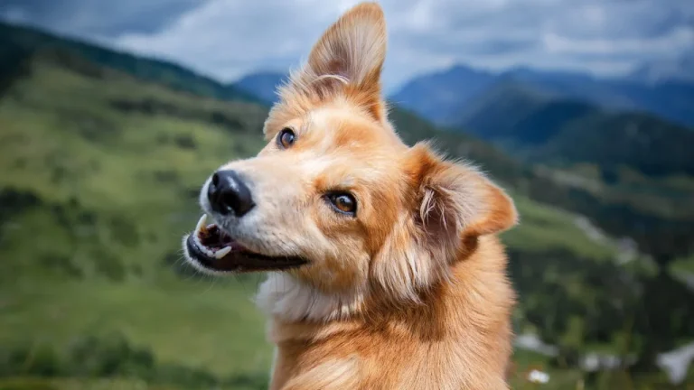 Pourquoi les chiens de petite taille vivent-ils plus longtemps que les grands