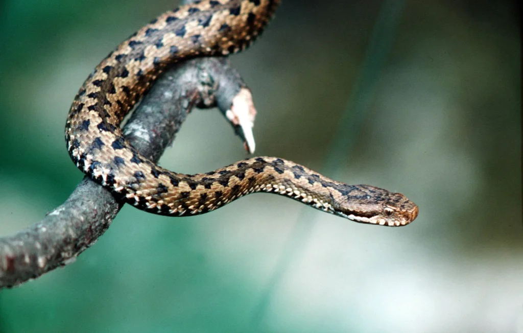 Randonneur mordu par serpent dans les Pyrénées : état grave à Pau