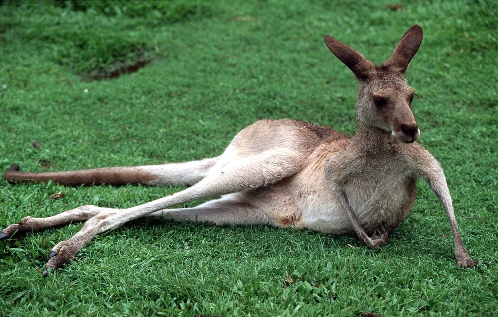Recherche active d'un kangourou en divagation à Creuse, insolite en Limousin