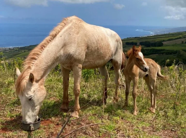 Rémy en colère: Appel à l&rsquo;aide pour retrouver son poulain volé en PACA