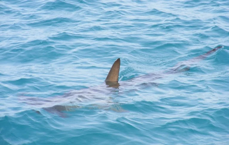 Requin aux plages de la Manche : faut-il s&rsquo;inquiéter pour les baigneurs ?