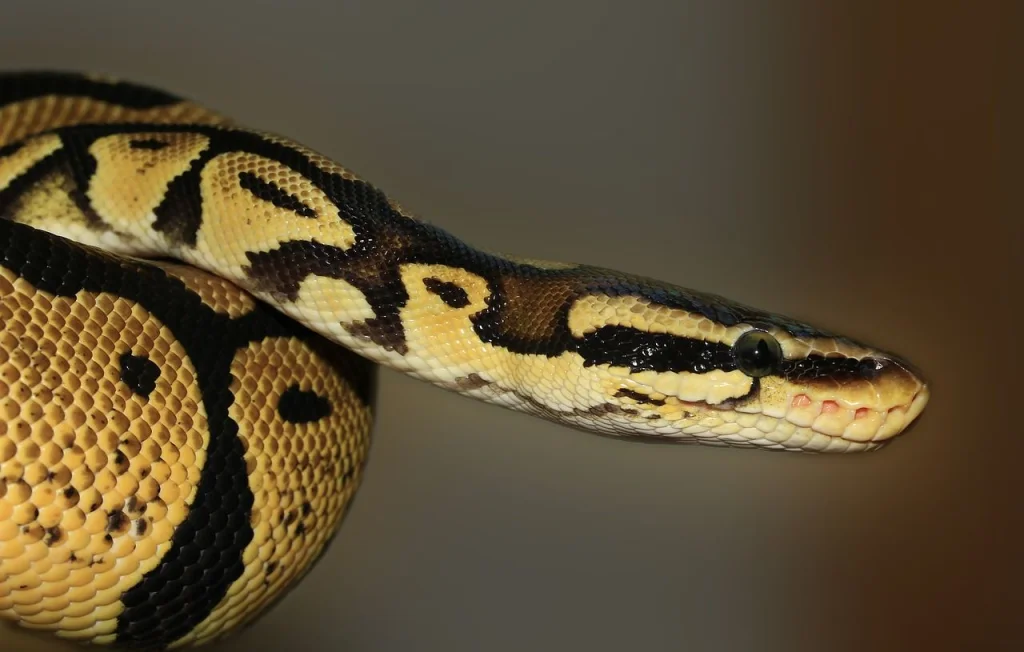 Un Thaïlandais mordu aux testicules par un python surgissant des toilettes