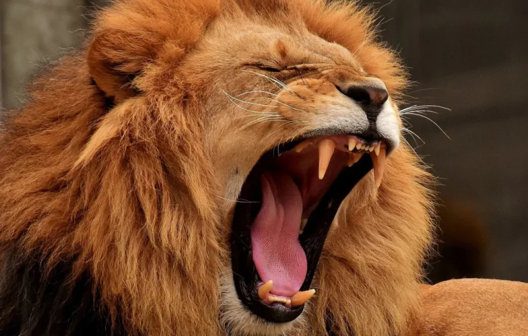Un employé de zoo enfermé dans l&rsquo;enclos des lions en Irlande du Nord