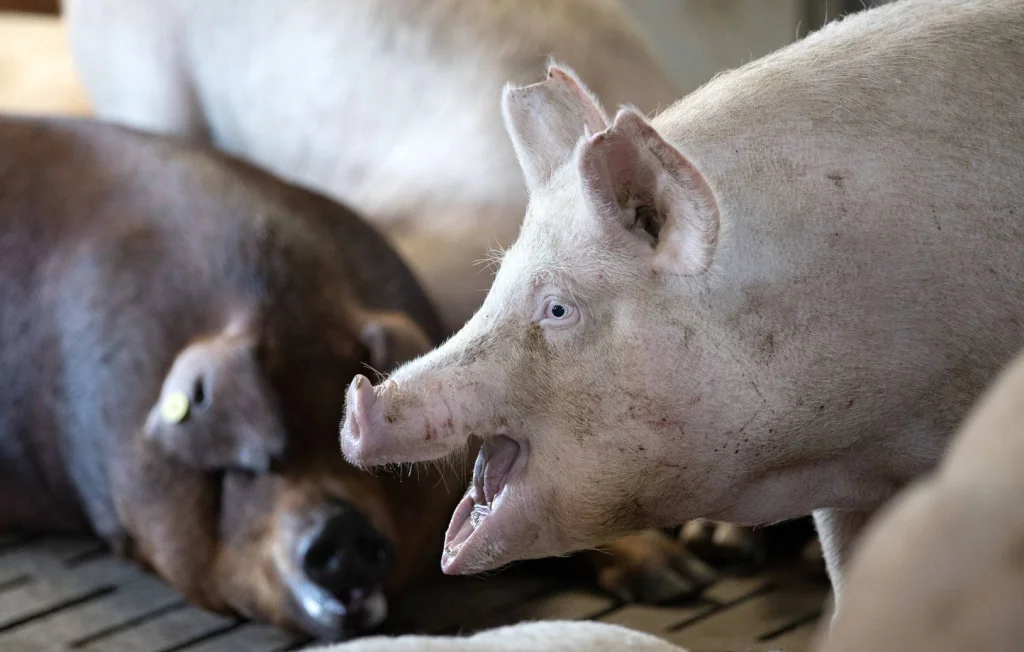 Un homme meurt asphyxié par des vapeurs de lisier en Picardie