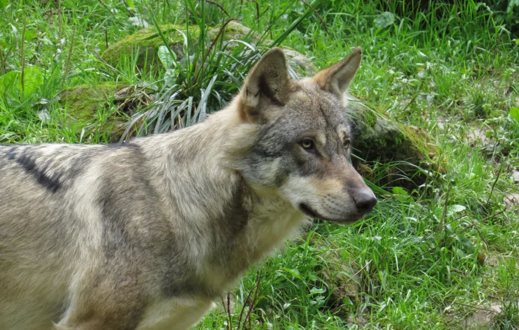 Une louve abattue en Doubs : tensions entre éleveurs et protection animale