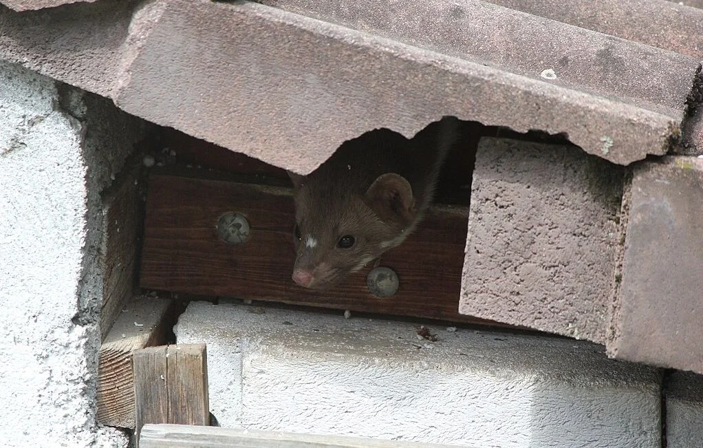 Vincennes : Une fouine sabote la fan-zone des JO 2024, enquête en cours