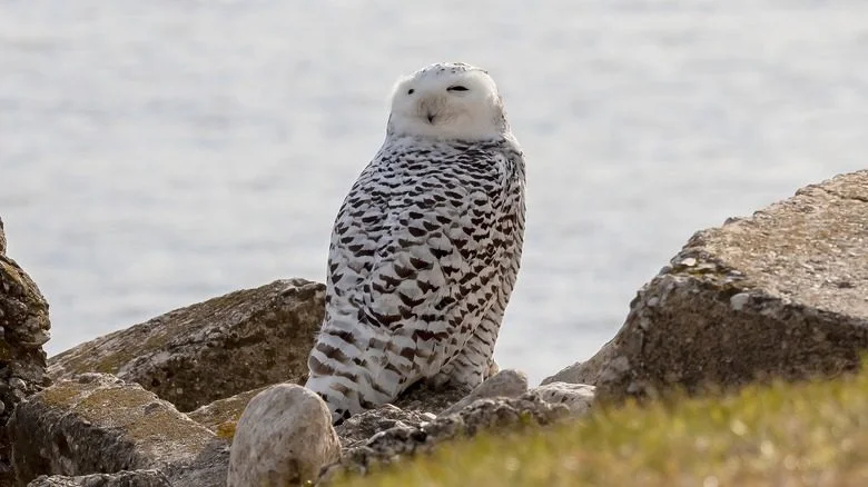 Chouette près de la plage