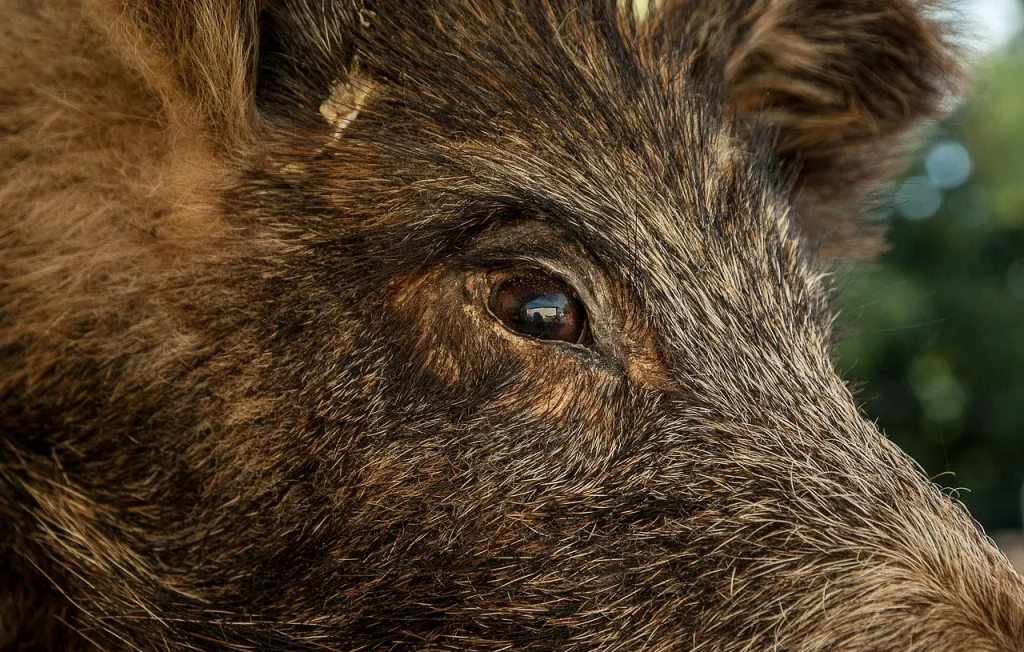 Découverte d'un charnier animal dans une forêt des Yvelines : une aberration écologique