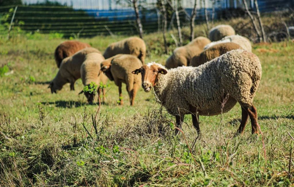 Des chiens attaquent un troupeau de brebis : un éleveur appelle à témoins