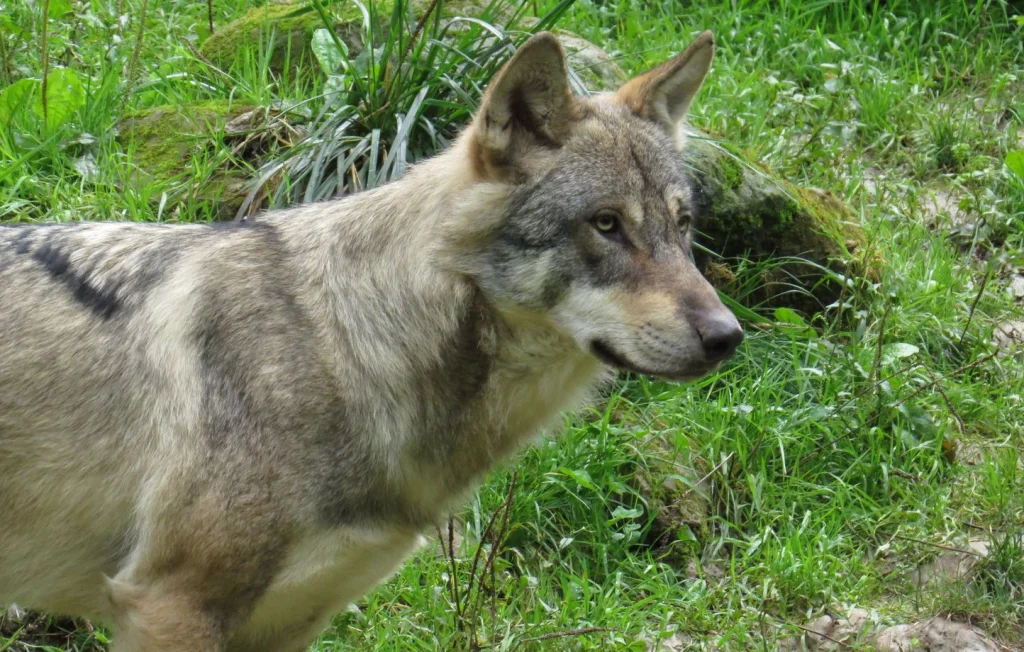 Deuxième loup abattu en tir de défense dans le Doubs : inquiétude croissante
