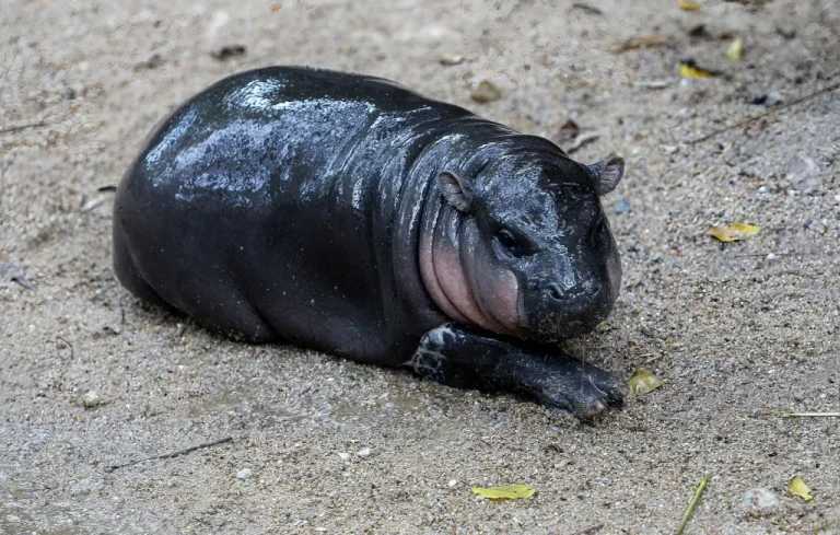 Moo-Deng, le bébé hippopotame qui fait sensation en Thaïlande