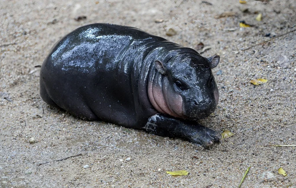 Moo-Deng, le bébé hippopotame qui fait sensation en Thaïlande