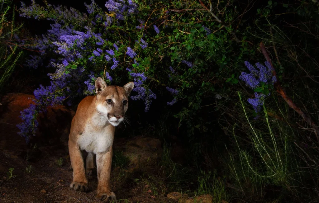Puma attaque un garçon de cinq ans dans un parc national en Californie