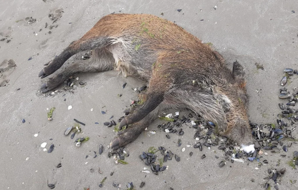 Sanglier mort sur plage en Bretagne : enquête ouverte par le parquet