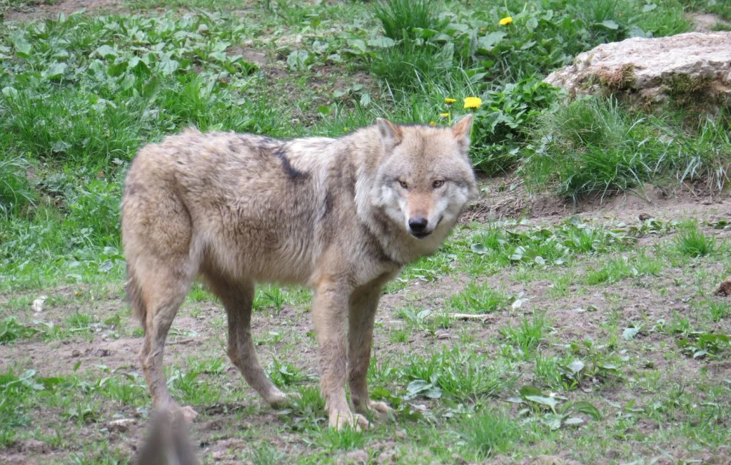 Tirs de défense sur les loups autorisés dans les Ardennes