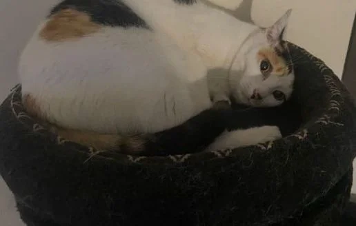 Un chat retrouvé pendu à Montardon : voisin en garde à vue pour maltraitance