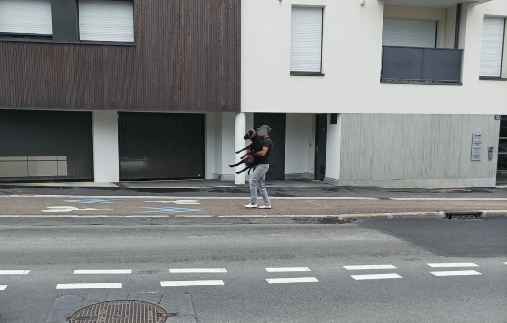 Un homme filme en pleine rue le vol d'un bélier à Rennes : plainte en cours