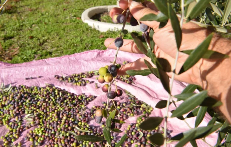 Voleurs arrêtés en Espagne pour un vol de 500 kg d&rsquo;olives précieuses