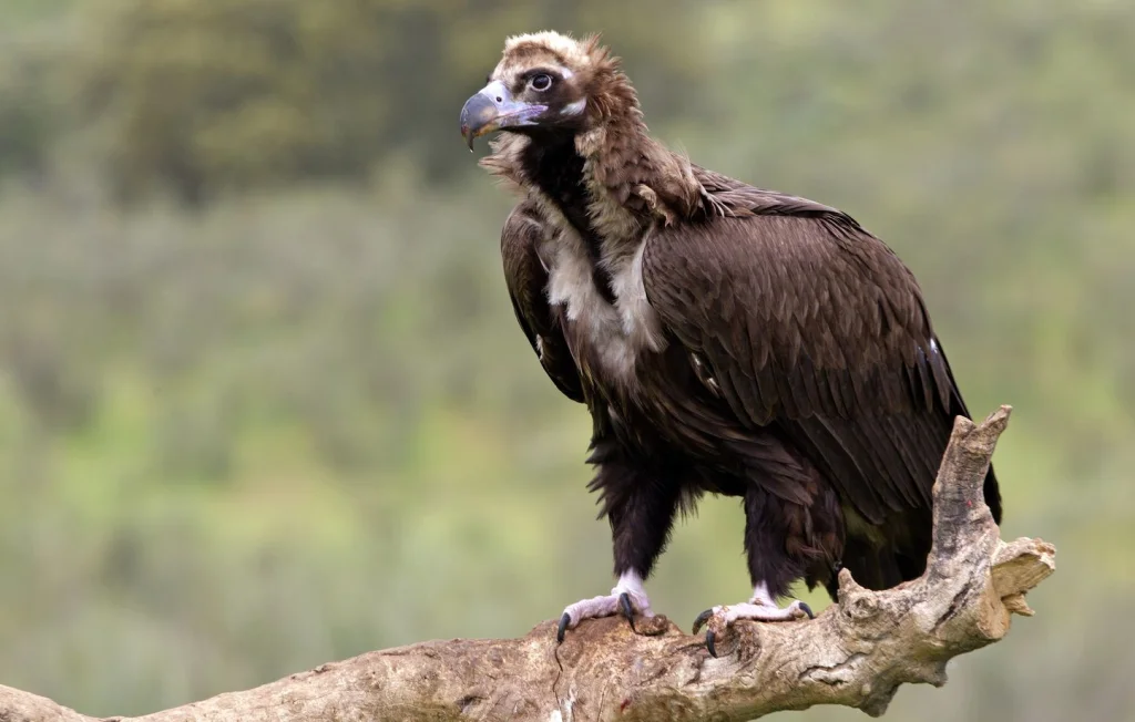 Aveyron : Réactions des agriculteurs après l'attaque d'un vautour