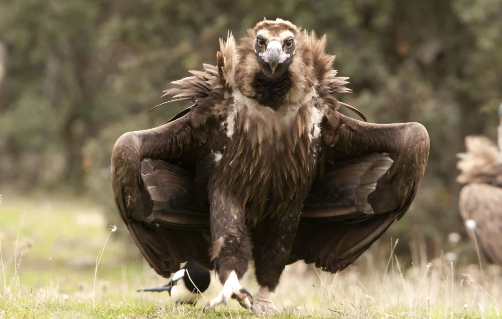 Aveyron : Une octogénaire attaquée par un vautour dans son jardin