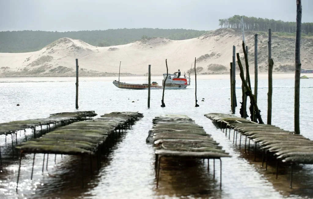 Coquillages et CO2 : un mythe à revoir pour l'écologie