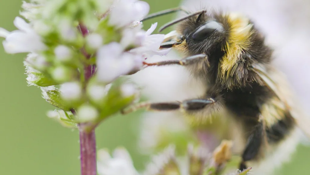 Différences entre abeilles, frelons et guêpes : ce qu'il faut savoir