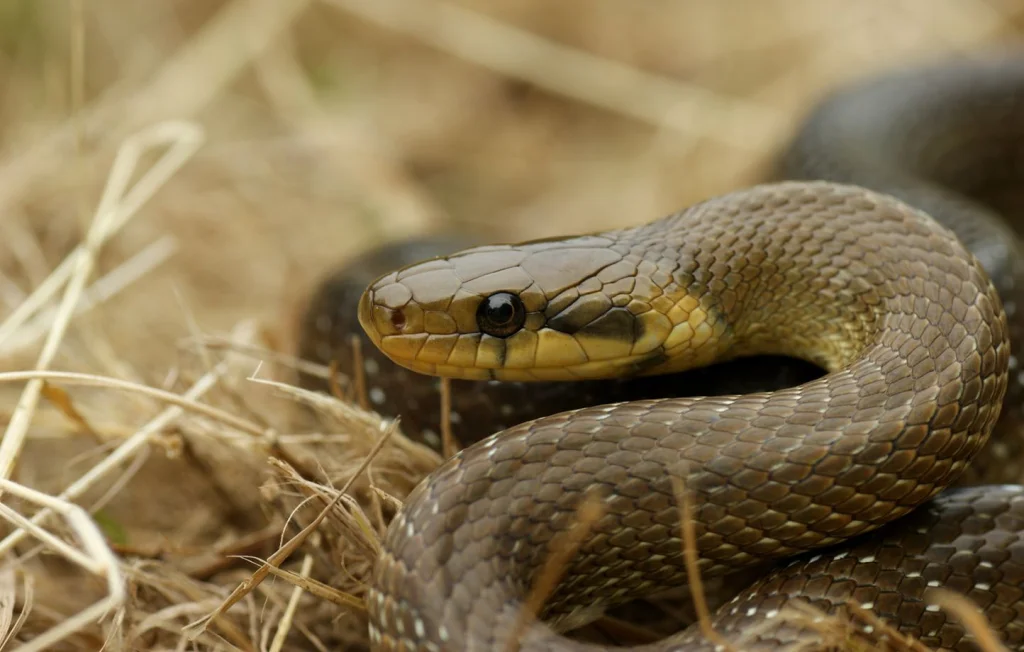 Disparition alarmante des serpents en Nouvelle-Aquitaine