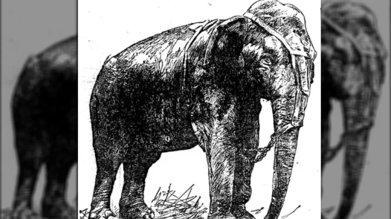 L&rsquo;Histoire Tragique de Topsy l&rsquo;Éléphant : Une Exécution Choquante