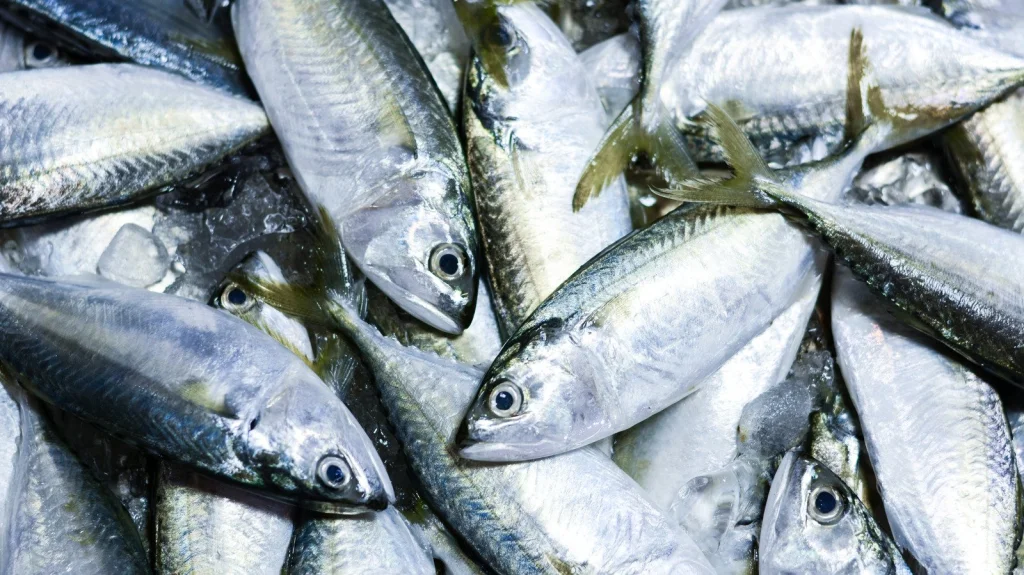 L'origine surprenante de l'expression 'Holy Mackerel'