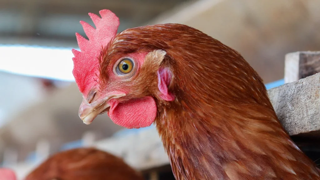 L'origine surprenante du nom varicelle : pas de poules ici !