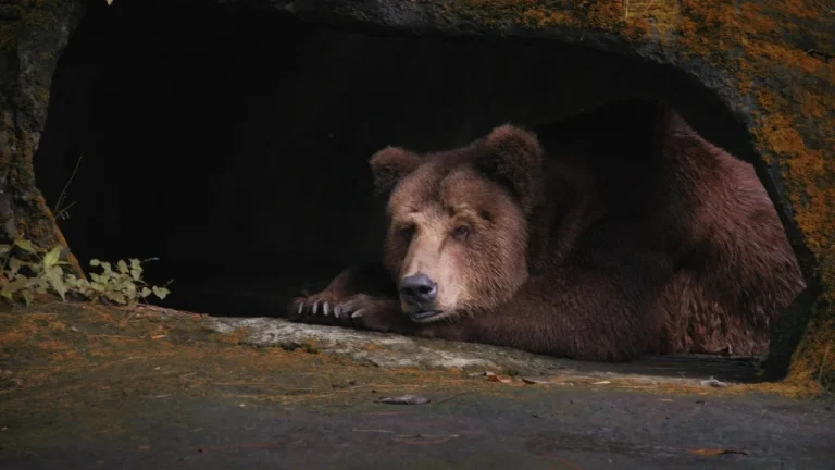 La Vraie Raison de l&rsquo;Extinction de l&rsquo;Ours des Cavernes