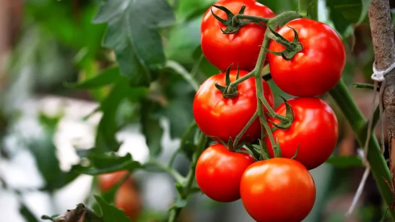 Le mystère des tomates : fruit ou légume ?