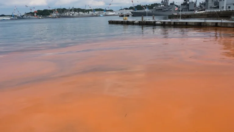 Causes des Marées Rouges : Impact et Fréquence en Floride