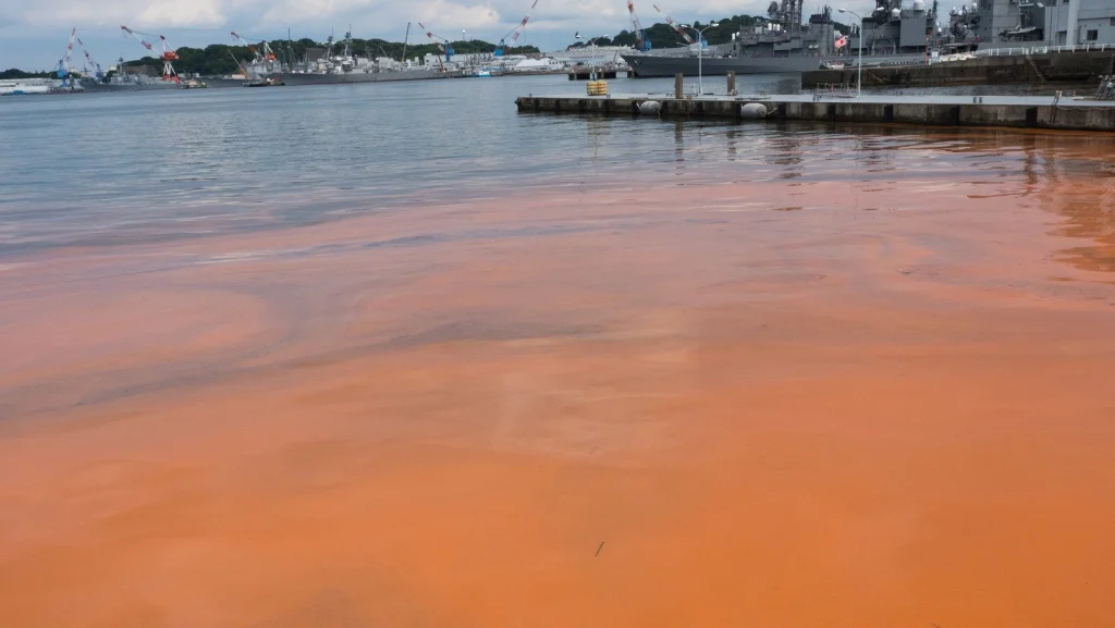 Les Marées Rouges : Causes et Impact sur l'Écosystème