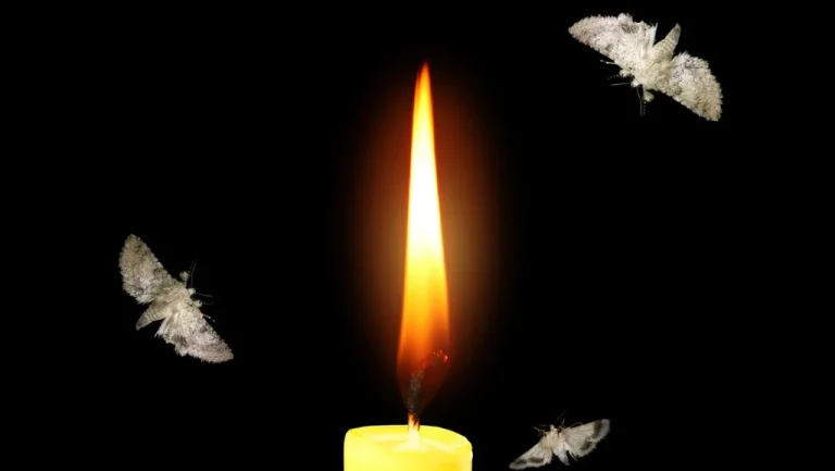 Les Mystères des Moths: Attirés par les Flammes ?