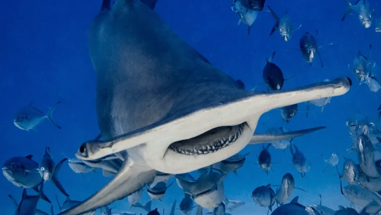 Les théories sur la forme de la tête des requins marteaux