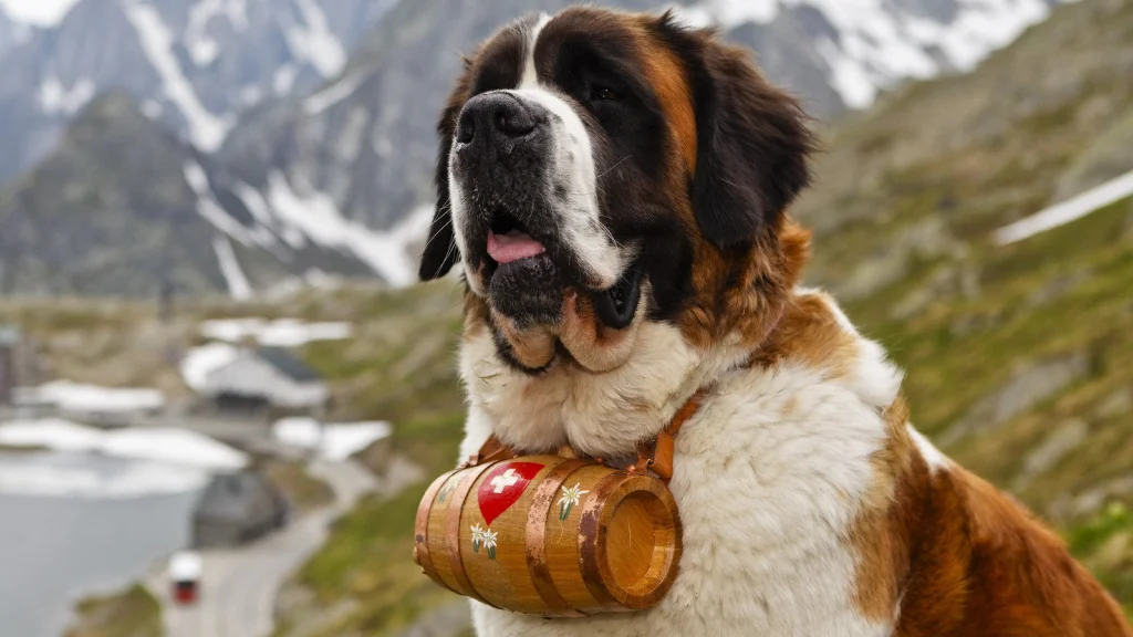 Les vérités sur les chiens Saint-Bernard et leurs barils
