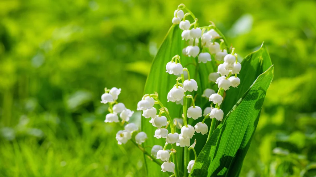 Lily of the Valley : un danger caché dans votre jardin
