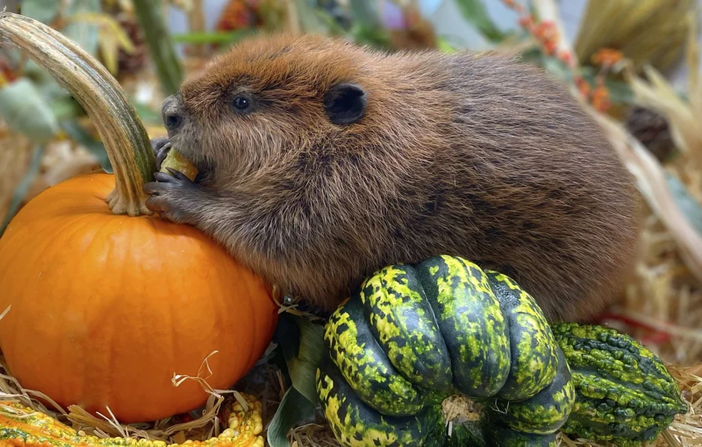 Nibi, le castor, va rester dans son refuge au Massachusetts