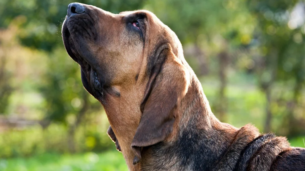 Pourquoi les Bloodhounds sont-ils si bons pour suivre des pistes ?