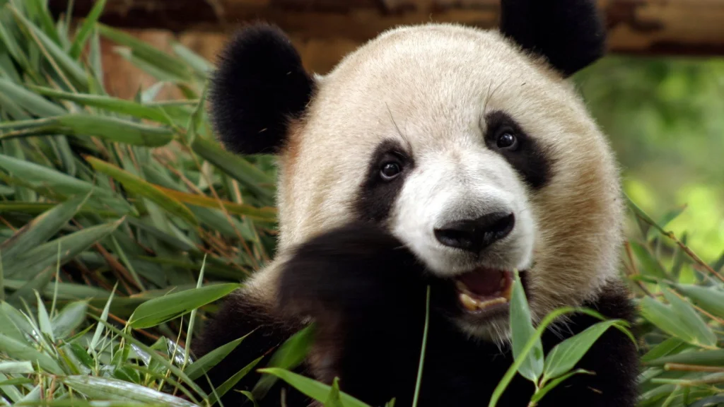 Pourquoi les pandas et la culture chinoise sont indissociables