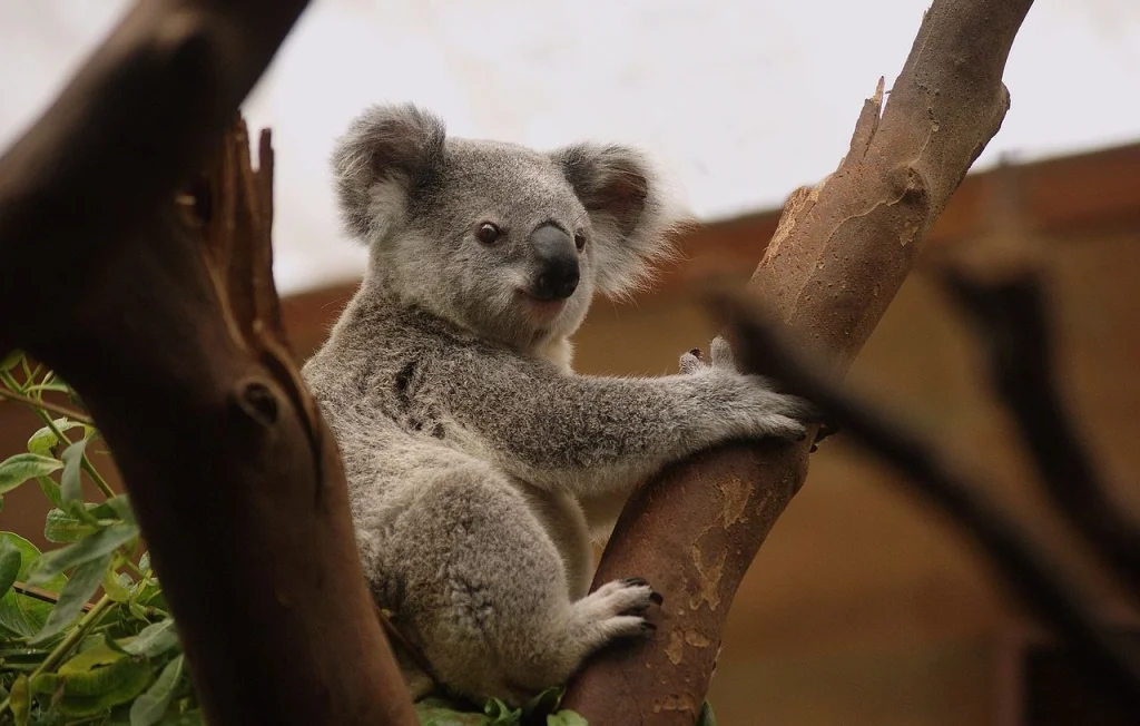 Un koala se balade à la gare de Sydney : une nuit insolite