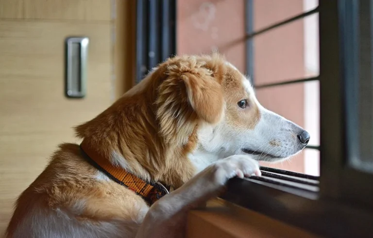 Une chienne héroïque sauve son maître octogénaire aux États-Unis