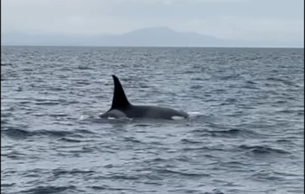 Une rencontre inoubliable avec des orques au large de Seignosse